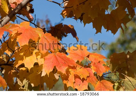 Sunshine on brilliant orange red maple leaves on branch against blue sky.