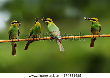Orange, Green Bird, Bee eater Bird (Chestnut headed Bee-eater) on a branch in nature