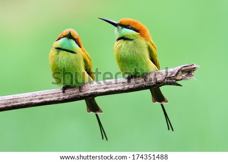 Orange, Green Bird, Bee eater Bird (Chestnut headed Bee-eater) on a branch in nature