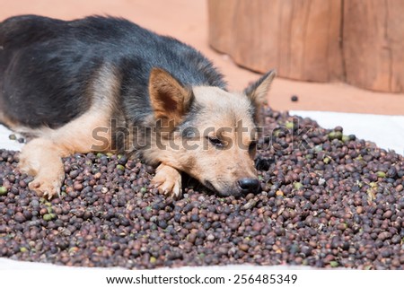 Dog with coffee beans