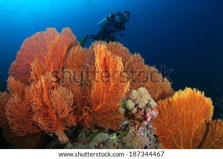 Coral Reef in Thailand