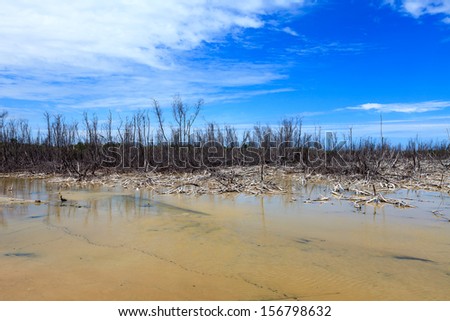 Dry mangrove on shallow salty water