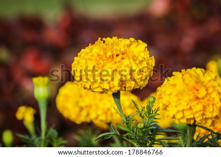 Yellow Gold Flower, Marigold in the garden.