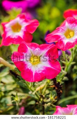 Beautiful flowerbed with bright pink petunia in the garden.