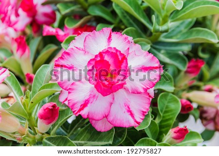 White and pink Desert Flower, adenium obesum in the garden