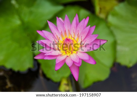 purple lotus or purple water lily in pond in the garden.