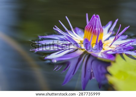 purple lotus or purple water lily in pond in the garden.