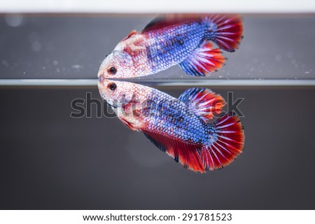 Fighting fish (Betta splendens) Fish with a beautiful array of colorful beauty.