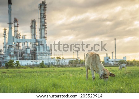 Cow grazing at Oil Refinery factory