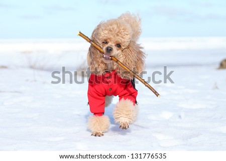 Miniature poodle dog cheerfully plays with a dry branch