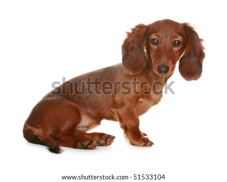 long haired dachshund black and brown. long haired dachshund black