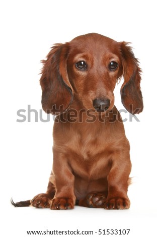 long haired dachshund black and brown. stock photo : Little rown long haired Dachshund dog