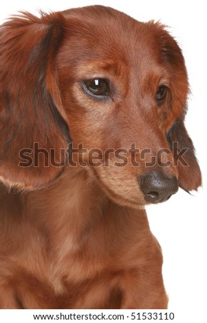 long haired dachshund black and brown. long haired Dachshund dog