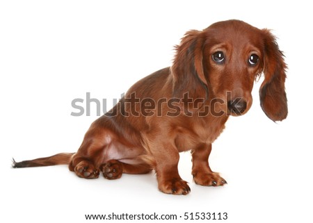 long haired dachshund pictures. long haired Dachshund dog
