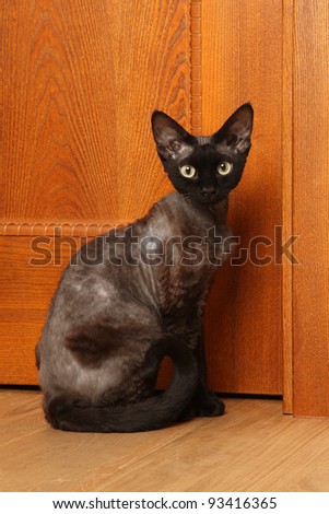Cat breed Devon-Rex sitting near the door