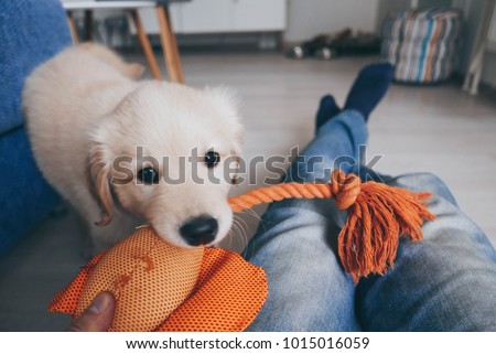 Fluffy and playful golden retriever puppy playing with his owner and his stuffed toy
