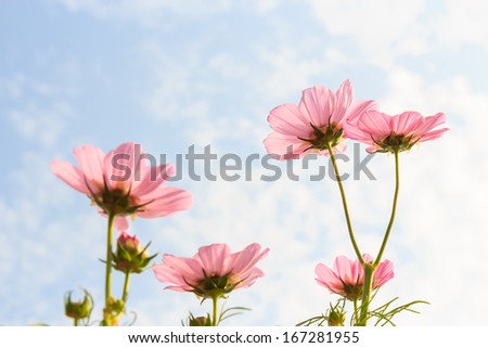 pink cosmos (Cosmos sulphureus) with translucent at petal and cloudy blue sky