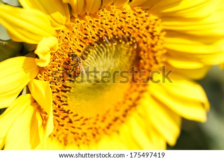 Close up of sunflower and bee at Chiangrai ,Thailand