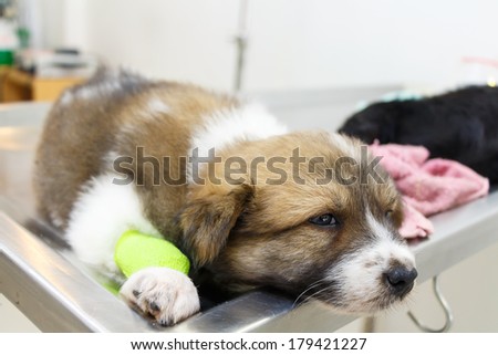 illness puppy(Thai Bangkaew Dog) with catheter at its leg on operating table in veterinary clinic