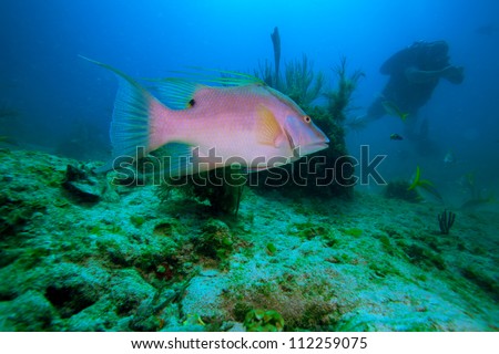 Big rose fish and diver, Cayo Largo, Cuba