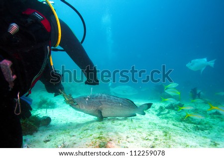 Diver, feeding big grouper with lobster, Cuba