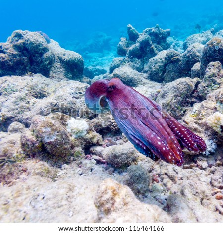 Underwater Scene with Red Octopus on Coral Tropical Reef, Maldives