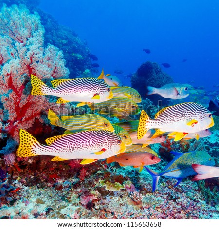 Underwater Landscape with Sweetlips Fishes near Tropical Coral Reef Bali Indonesia Underwater Landscape with Sweetlips Fishes near Tropical Coral Reef Bali Indonesia