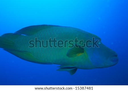 Big Napoleon fish, Ari-Atoll. Maldives