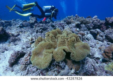 Big sea anemone (Heteractis magnifica) and divers, Maldives
