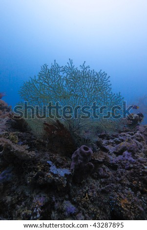 The Azooxanthellate Coral (Acabaria Biserialis), Maldives Stock ... The Azooxanthellate Coral (Acabaria Biserialis), Maldives Stock ...