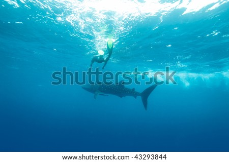 Whale shark (Rhincodon typus) with divers, Maldives