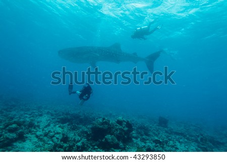 Whale shark (Rhincodon typus) with divers, Maldives