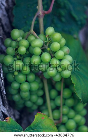 Wild grape, Chalkidiki, Greece