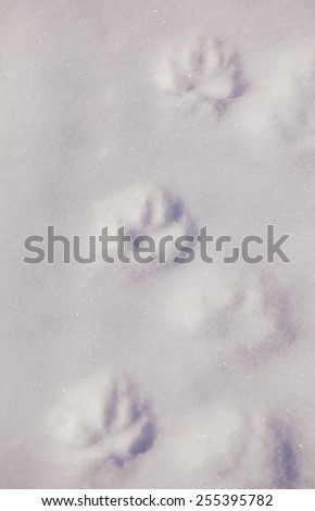 White Snow Background  and Dog Footprints