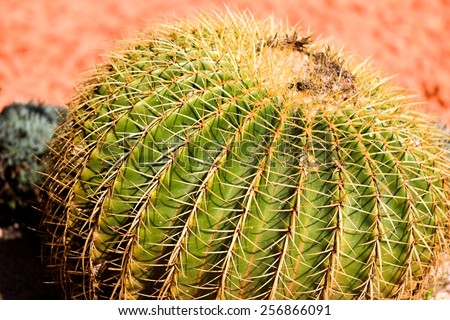 Cactus with Orange Background