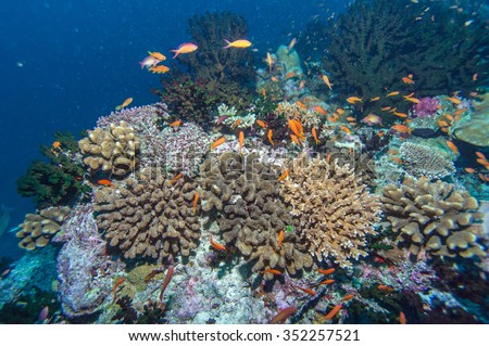 Deep Water Coral Reef, Maldives