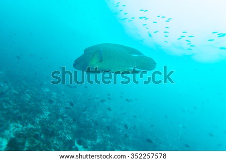 Napoleon Fish, Humphead wrasse (Cheilinus undulatus) in Ocean Blue, Maldives