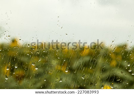 heavy rain drops on window with sunflower in the background