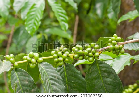 Coffee beans on tree in farm
