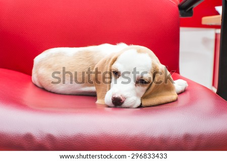 Lazy dog on red chair