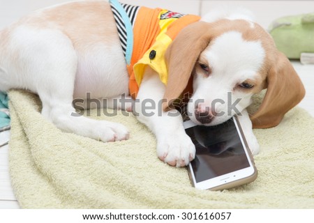 Little dog bitten smartphone