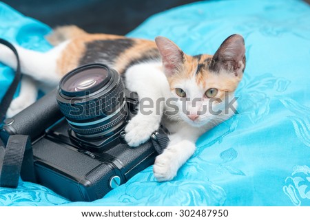 A little cat looking at an old film camera