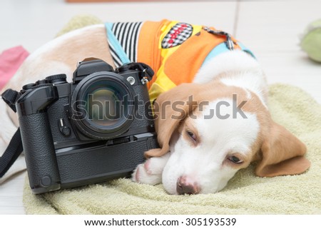 Little beagle dog sleep with old camera