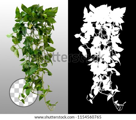 Climbing plant in summer on transparent background via an alpha channel of great precision. Very high quality mask without unwanted edge. High resolution for professional digital composition.