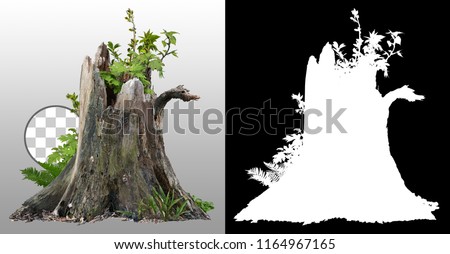 Dead tree. Old stump tree surrounded by green foliage isolated on transparent background via an alpha channel of great precision. High quality mask without unwanted edge. For professional composition