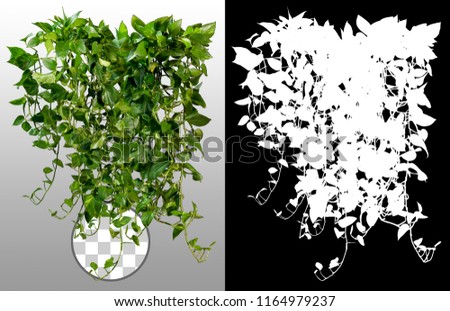 Climbing plant in summer isolated on transparent background via an alpha channel of great precision. Very high quality mask without unwanted edge. High resolution for professional digital composition.
