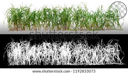 Bunch of wild green grass. Blades of grass. Green tufts isolated on transparent background via an alpha channel. High quality mask without unwanted edge. For professional composition. Tuft of grass.