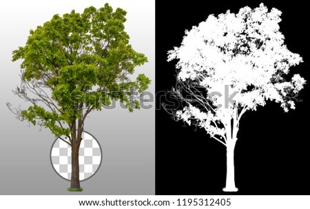 Green tree in summer isolated on transparent background via an alpha channel of great precision. High quality mask without unwanted edge. High resolution for professional composition.