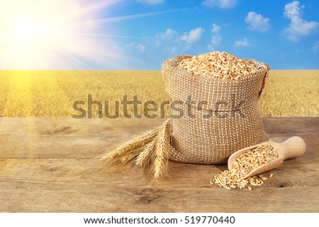 Ears of wheat and wheat grains in bag on wooden table on wheat field with sunshine background. Agriculture and harvest concept. Gold wheat field and blue sky. Harvest with copy space area for a text