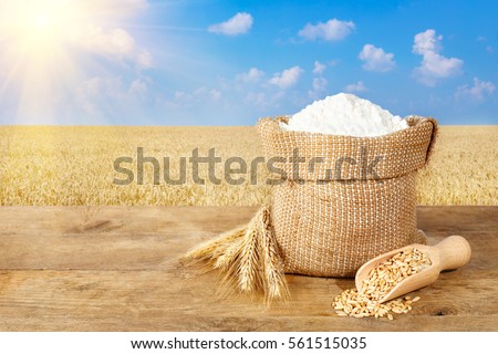 wheat flour in sack. Ears of wheat and flour in bag on table on field background. Agriculture and harvest concept. Ripe wheat field, blue sky, sunshine. Photo with copy space area for a text